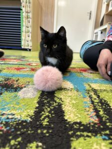 Czarny kot spokojnie obserwuje otoczenie siedząc na miękkim dywanie.